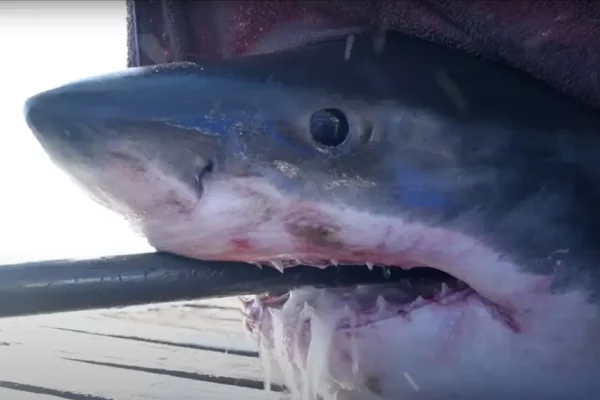Great White Shark Caught off the Coast of Alabama