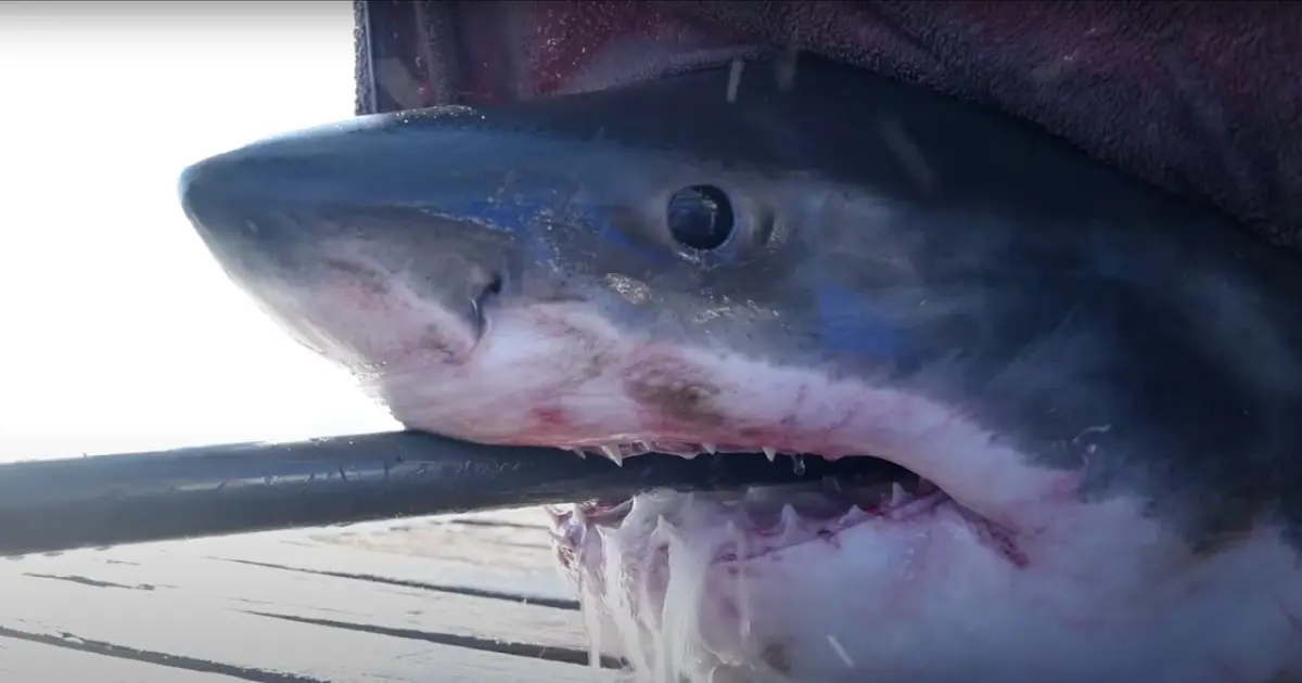 Great White Shark Caught off the Coast of Alabama